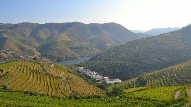 Three-Winery Douro Valley Experience for Wine Lovers