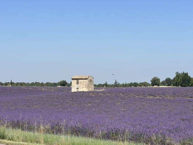 Lavender Private Day Trip