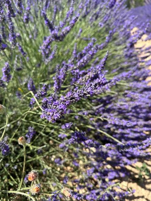 Lavender Private Day Trip