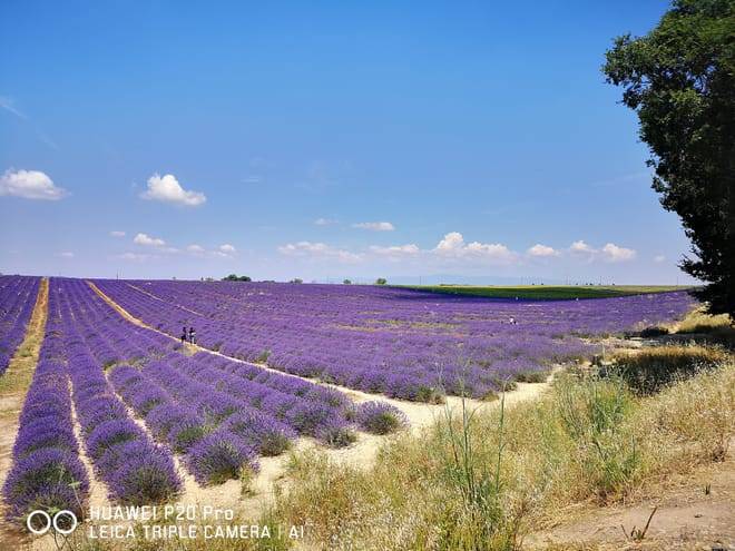 Marseille Shore Excursion: Private Day Trip to Manosque, Valensole, Moustiers Ste Marie and Lake Ste Croix