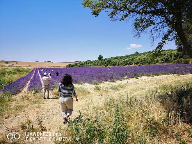 Marseille Shore Excursion: Private Day Trip to Manosque, Valensole, Moustiers Ste Marie and Lake Ste Croix