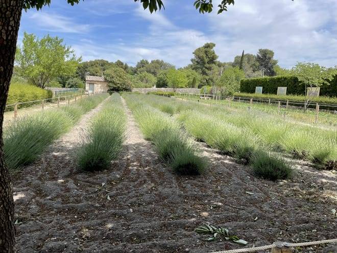 Private Avignon les baux de provence and Saint Remy de provence Full Day Tour