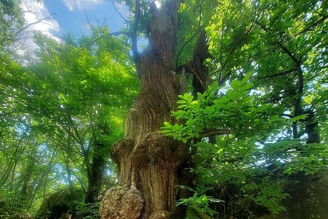 Tour with the Mountain Train, Trek to Mystic Forest and Castle 