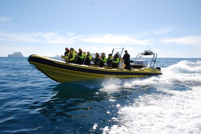 Puffin Tour by RIB Speedboat from Downtown Reykjavik