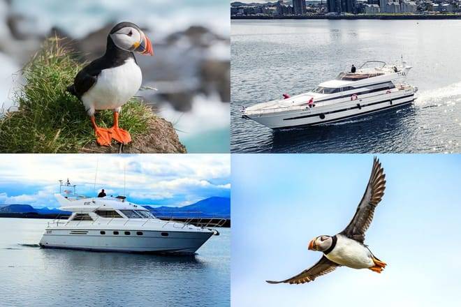 Puffin Watching Yacht Cruise from Downtown Reykjavík – Small Group Experience