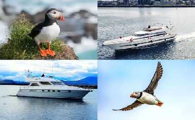 Reykjavík Puffin Watching Cruise – Small Group Wildlife Experience