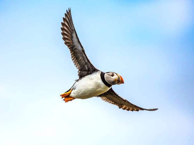 Puffin Watching Yacht Cruise from Downtown Reykjavík – Small Group Experience