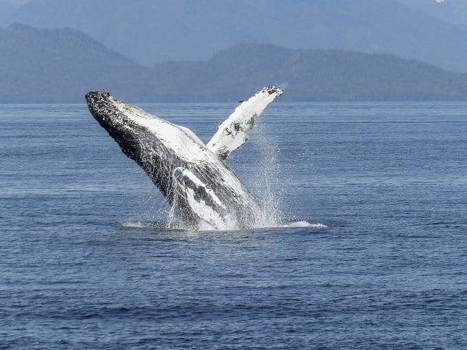 Whale  Watching from Downtown Reykjavik by RIB Speedboat 