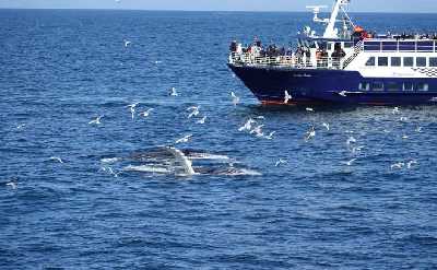 Reykjavík Whale Watching Cruise – Scenic Wildlife Experience