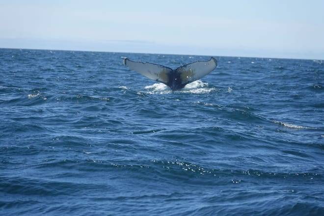 Whale watching - Downtown Reykjavík