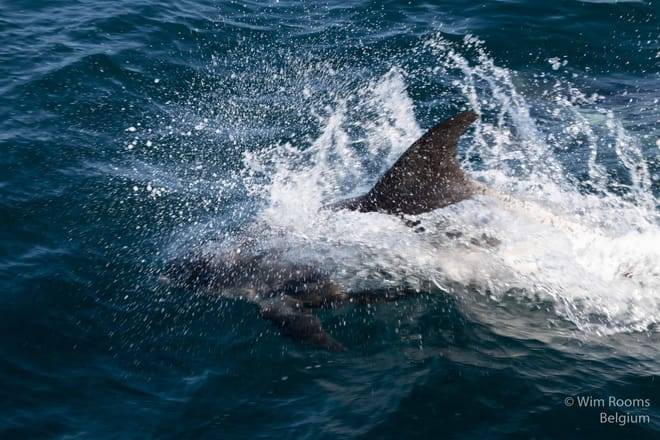 Whale watching - Downtown Reykjavík