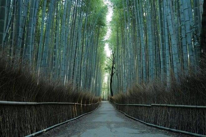 Kyoto Arashiyama Bamboo Forest Hiking Tour（Hidden Temples）