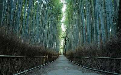Kyoto Arashiyama Bamboo Forest Hiking Tour（Hidden Temples）