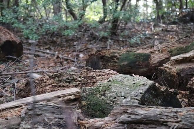 Kyoto Arashiyama Bamboo Forest Hiking Tour（Hidden Temples）