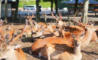 Nara Early Morning Tour (Kyoto or Osaka Departure Available)