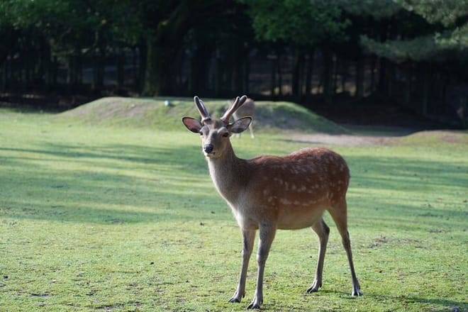 Nara Early Morning Tour (Kyoto or Osaka Departure Available)