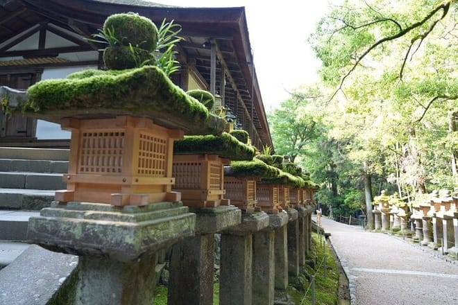 Nara Early Morning Tour (Kyoto or Osaka Departure Available)