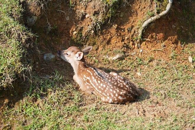 Nara Early Morning Tour (Kyoto or Osaka Departure Available)