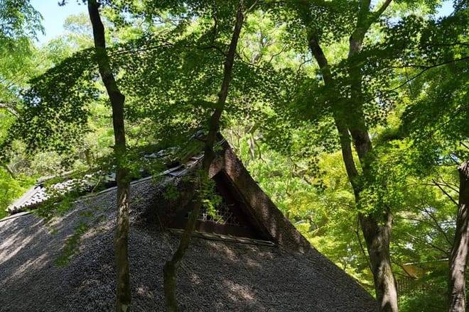 Nara Early Morning Tour (Kyoto or Osaka Departure Available)
