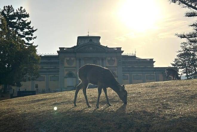 Nara Early Morning Tour (Kyoto or Osaka Departure Available)