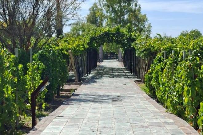 Bike Tour Winery and Olivicolas Tastings