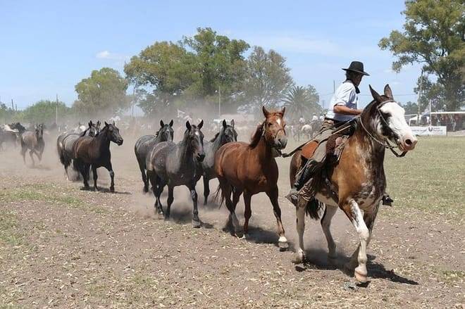 Gaucho Day Trip from Buenos Aires: Don Silvano Ranch