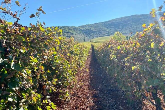 Wine Roads Private Day Tour: Corinth - Ancient Nemea & Wine Tasting