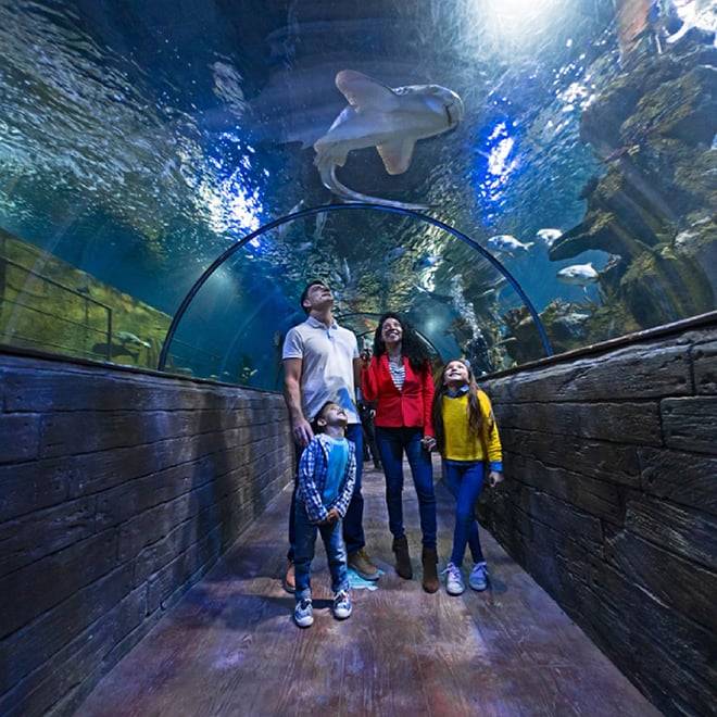 3-day Leisure Pass | Unlimited Hop-On Hop-Off Bus, Harbour Cruise and Entrance to Multiple Attractions