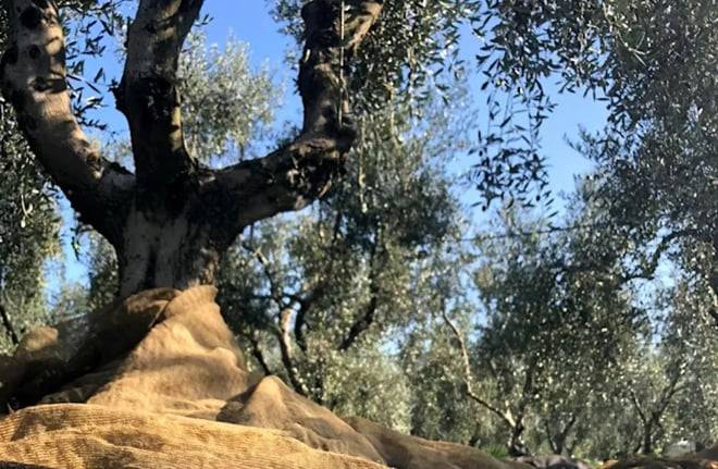Olive Oil Mill Tour with Tasting near Molfetta & Bari