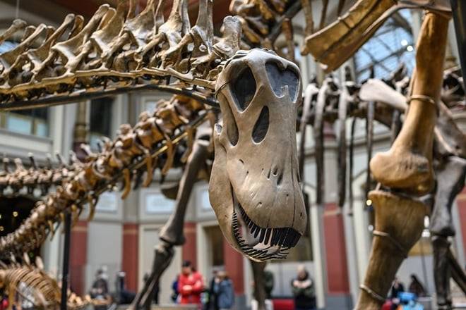 London: Natural History Museum Guided Tour With Fast Entry